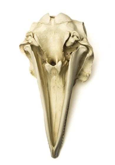 Bottlenose Dolphin Skull Replica