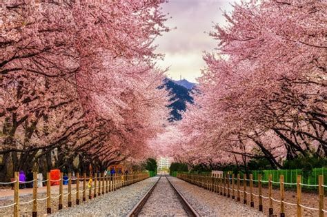 South Korea Cherry Blossom 2023 Forecast: When & Where to See