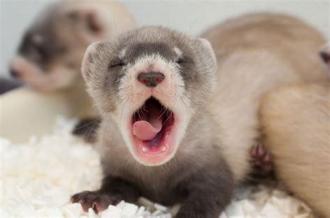 Interesting facts about Black-footed ferret ~ All awesome facts for kids