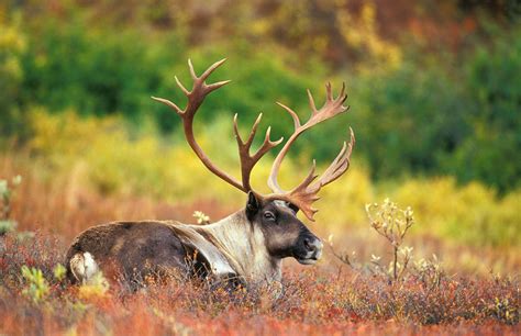 Ontario Protecting Boreal Caribou with Historic Investments - GTA Weekly