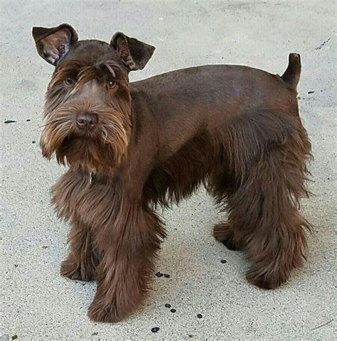 Brown Miniature Schnauzer Colors