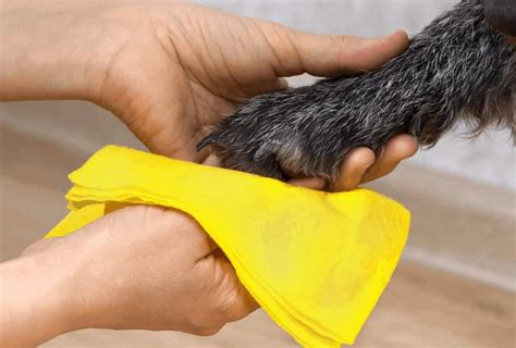 How To Clean Dog Paws After a Walk [Simple Methods]