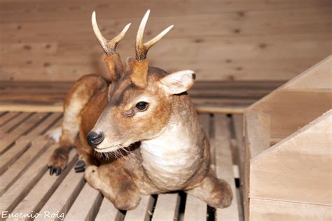 Interior view of Noah's ARK Encounter, Kentucky | Animals of… | Flickr