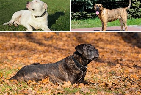 Cane Corso vs Dogo Argentino vs Presa Canario - Who Wins? | PawLeaks