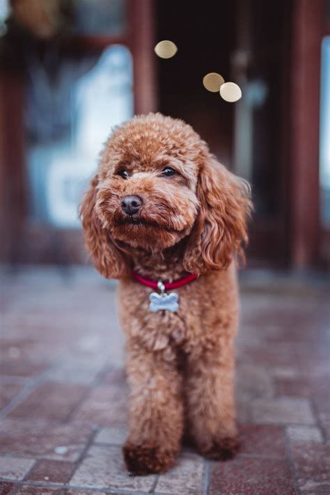 10 Curly Haired Dogs: Small to Large Breeds