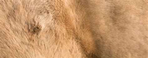 How to Identify Horse Skin Diseases And Conditions » Petsoid