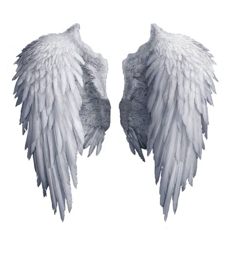 White Wings PNG Pic | PNG All