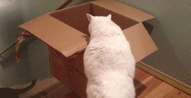 Cats Boxes GIF - Find & Share on GIPHY