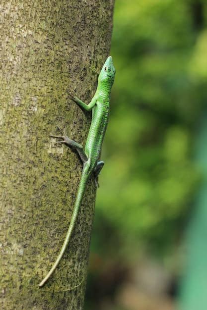 Green tree skink or emerald green skink is becoming more popular in the exotic pet trade - Stock ...