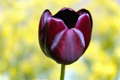 Foto gratis: Tulipano, pianta, fiore, petali, erba, prato, flora, botanica