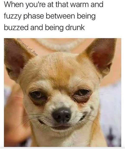 Drunk Dog Meme - werohmedia