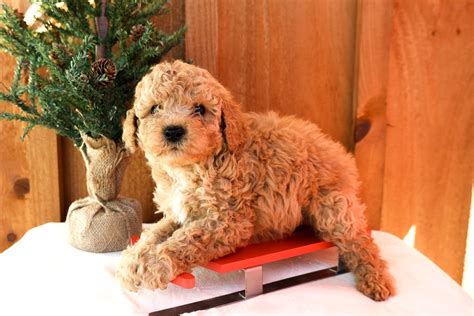 Jackson: Cavapoo puppy for sale near Tuscarawas Co, Ohio. | 3331a66811