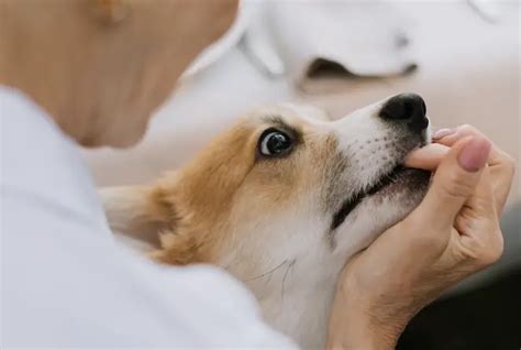 How to Stop Your Dog From Biting: Effective Techniques and Tips - Pet Ploy