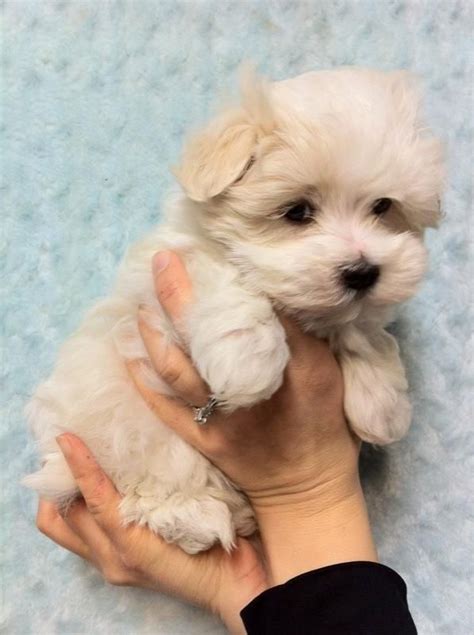 63+ Havanese Maltese Mix Dog - l2sanpiero