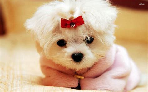 Baby Puppy Wallpapers - Wallpaper Cave