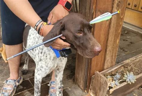 Texas dog survives 'viciously' being shot by an arrow