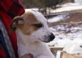Australian Cattle Dog (Blue Heeler) - Stimey - Medium - Young for Sale in Chester, Arkansas ...