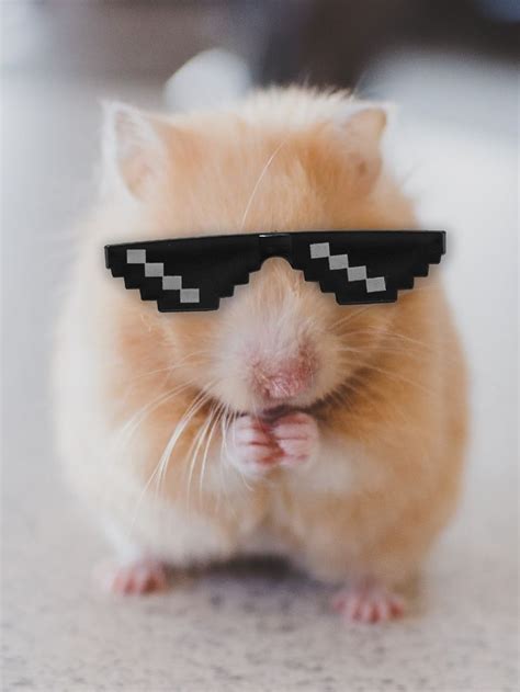 1pc Creative Hamster Glasses | Hamster, Cute funny animals, Cute animals