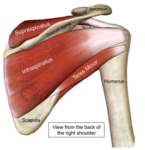 Shoulder Tendon Anatomy / The shoulder joint (glenohumeral joint) is a ball and socket joint ...