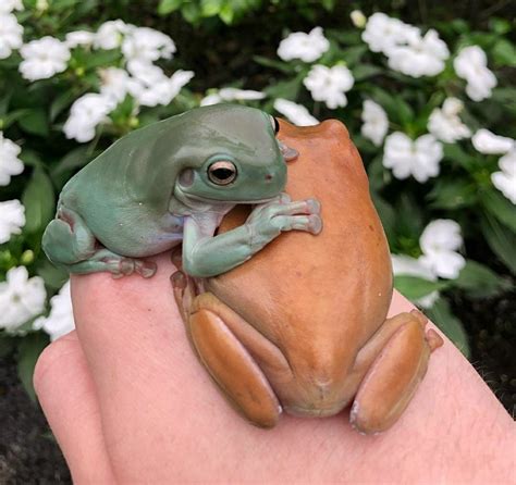 Funny Frogs Cute Frogs Amphibians Activities Frog Pic - vrogue.co