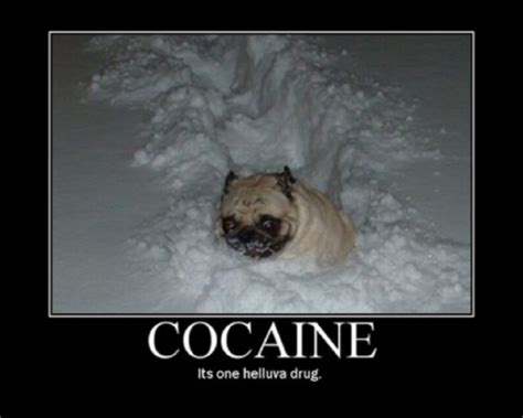 [Image - 670898] | Cocaine Bear | Know Your Meme