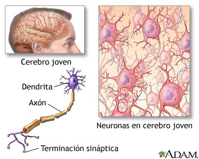 Cerebro y sistema nervioso: MedlinePlus enciclopedia médica illustración