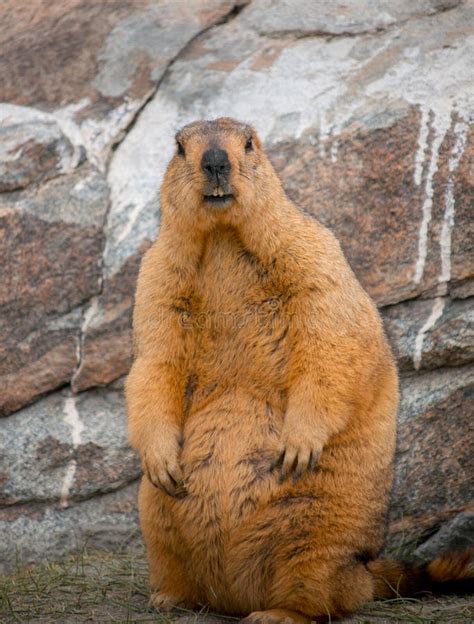 Himalayan Marmot Close Up Shot Rocks Stock Photo - Image of india ...