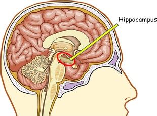 Hippocampus | Facts, Position In Brain, Summary & Function