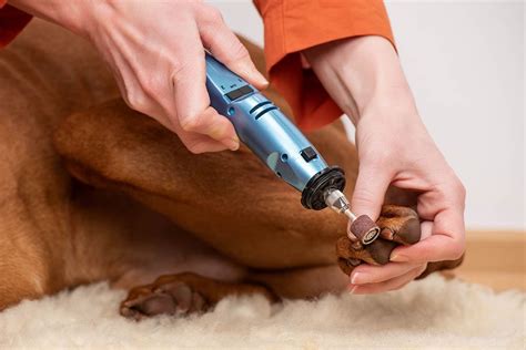 10 Best Dog Nail Grinders in 2023 - Reviews & Top Picks | Pet Keen