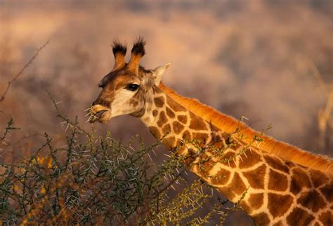 Giraffes Eating Acacia Leaves