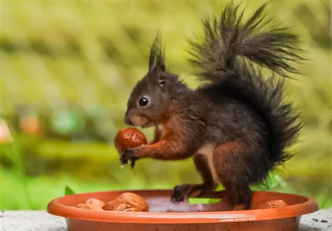 Squirrel Nut Nuts - Free photo on Pixabay - Pixabay