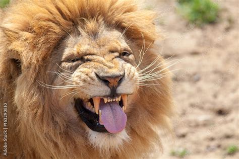 Lion pulling a funnny face. Animal tongue and canine teeth. Stock Photo | Adobe Stock