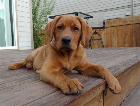 Fox Red English Labrador. This is what the next Harrison Family addition will look like :) | Red ...