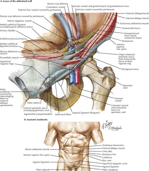 Open Inguinal Hernia Repair | Basicmedical Key