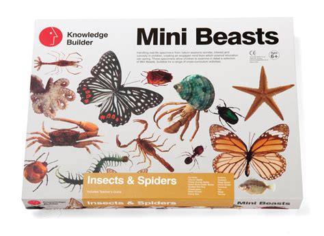 Mini Beasts Large Sets - Knowledge Builder