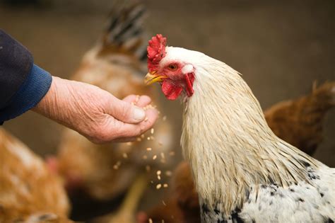 Feeding the Flock | University of Maryland Extension