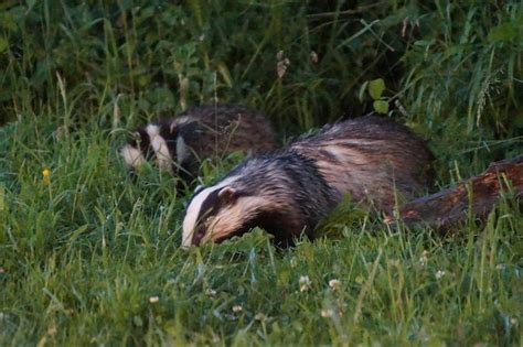 The Best of Dorset's Wildlife - Naturetrek