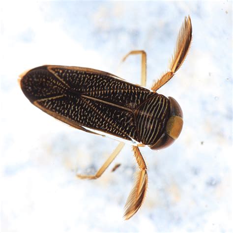 Water Boatman - Hesperocorixa lobata - BugGuide.Net