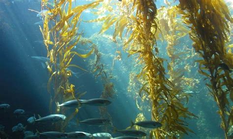 Kelp Ocean Plant | Ocean Info