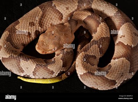 Juvenile Copperhead Snake Identification