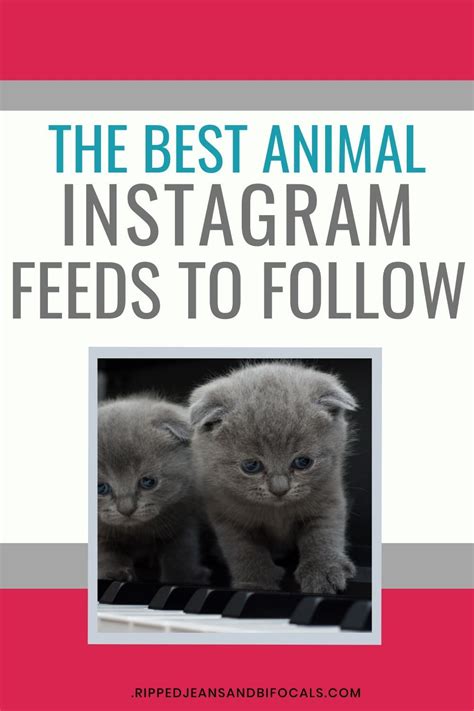 The best animal Instagram accounts you need to follow right now - Ripped Jeans & Bifocals ...