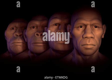Conceptual image showing four stages of human evolution; Australopithecus, Homo Habilis, Homo ...