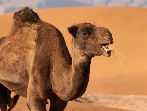 Dromedary Camel | The Animal Facts | Appearance, Diet, Habitat, Behavior