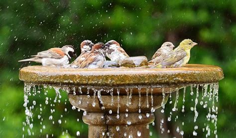 12 Best Bird Baths Attracting Birds Reviewed and Rated in 2024