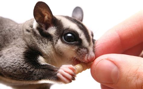 What Do Sugar Gliders Eat: Feeding A Pet Sugar Glider - What Do Animals Eat