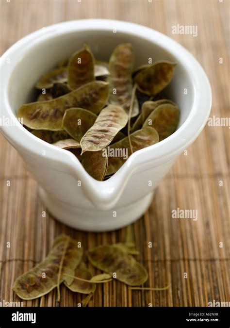 Senna pods Stock Photo - Alamy