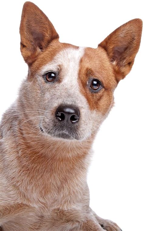 Red Heeler Dog Breed Information: Temperament, Appearance & Breeders ...