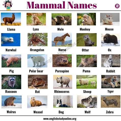 List of Mammals: 50+ Popular Mammal Names with Examples and ESL Pictures - English Study Online