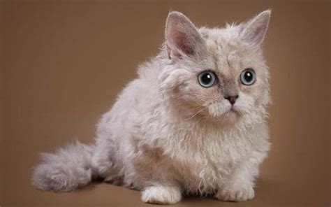 Lambkin Cat Breed - All About This Adorable Fluff Bomb