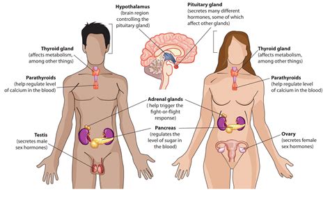 How Does The Endocrine System Affect The Excretory System